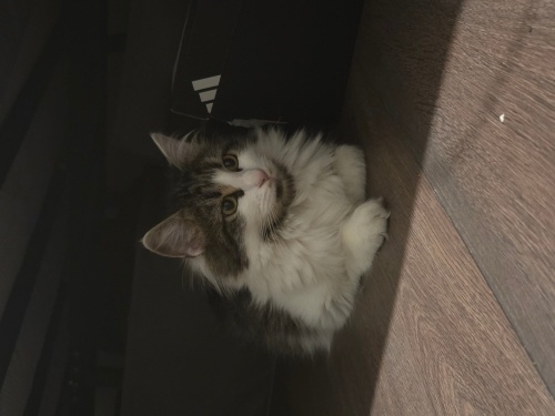 Güzel kızımız ev arıyor fotoğraf