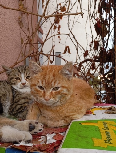 Patates kardeşler yuva arıyor fotoğraf