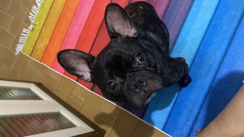 Oyuncu oğluma yuva fotoğraf