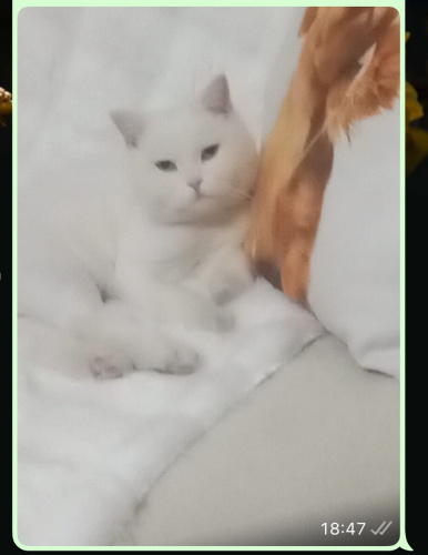 Pamuğa yuva arıyoruz fotoğraf