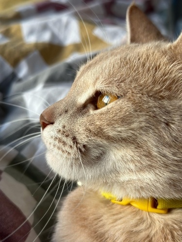 Kedimize Yuva Arıyoruz fotoğraf