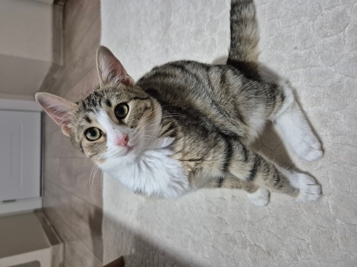 Kucak delisi, baktığınızda bile gırlıyor. Muhteşem yumuşak tüyleri var fotoğraf