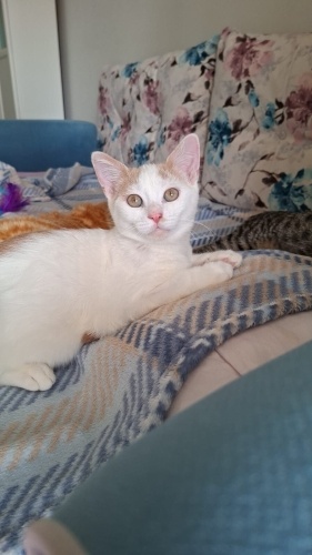 6 aylık, anne Ankara kedisi, her canlı ile anlaşabilecek bir kedi :) fotoğraf