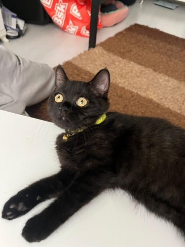 Gece yuva arıyor fotoğraf