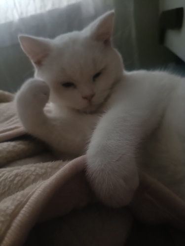 BULUTA COK ACİL YUVA BULMAM GEREK fotoğraf