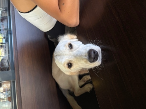 Acil yuva arıyoruz fotoğraf