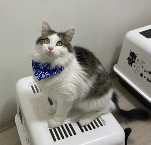 1 yaşında kısır erkek kedi Puffy fotoğraf