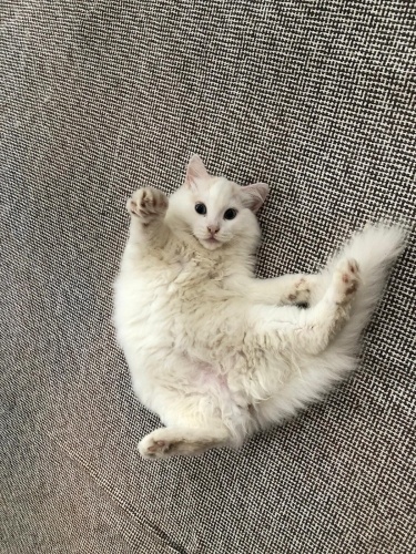 Yavru kedimizi acil sahiplendirmek istiyoruz. fotoğraf