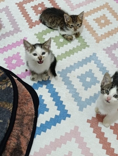 Minicik bebeklere( 40 günlük) acil Yuva fotoğraf