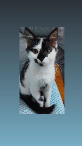 Çok oyuncu ve cana yakın fotoğraf