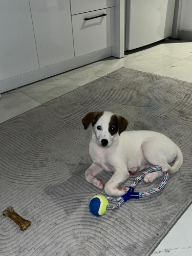 3 aylık yuva aranıyor uz fotoğraf