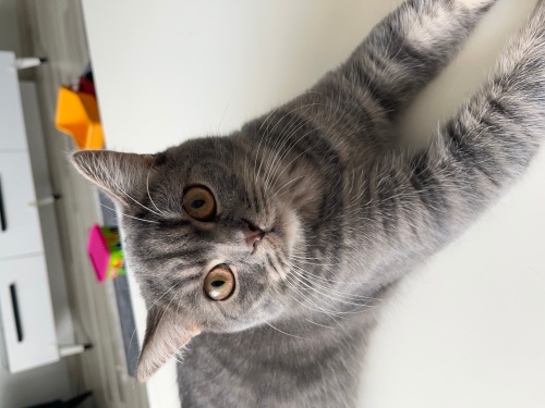 Sevecen Behlül yeni yuvasını arıyor fotoğraf