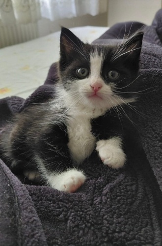 SEVİMLİ YAVRU KEDİ TEKİRDAĞ fotoğraf