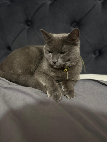 Acil yuva sahibinden fotoğraf