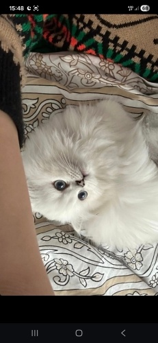 Sahibinden ücretsiz fotoğraf