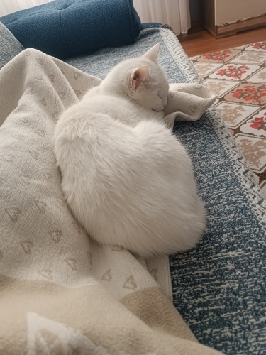 Erkek kısır 2.5 yaşında fotoğraf