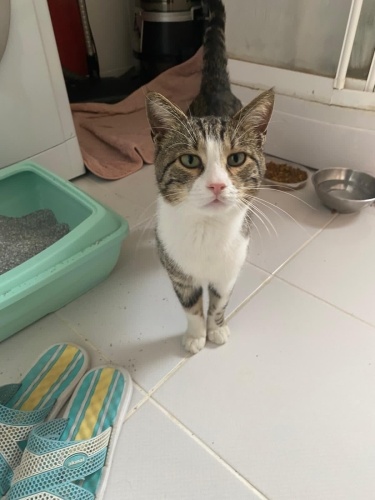 Bu yakışıklı minnoş yuvasını arıyor 💙 2 yaşında erkek fotoğraf