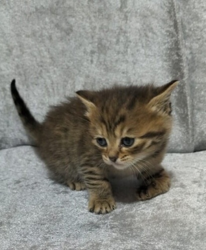 Bu minnak kardeşlere acil yuva aranıyor fotoğraf