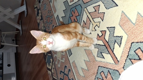 Sevgi delisi, insan bağımlısı sarman yavruya bilinçli yuva fotoğraf