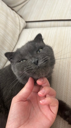 babama astım teşhisi konduğu için acil güvenilir bir yuva arıyoruz. fotoğraf