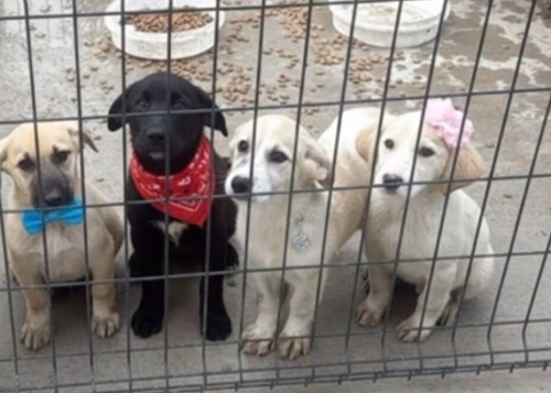 MİNİ MİNİLER BARINAK CEHENNEMİNDEN KURTARILDILAR ‼️ fotoğraf