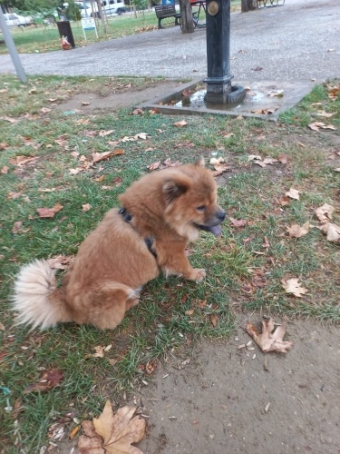 ÇOOKK SAKİN ÇİPLİ CHOWCHOW‼️ fotoğraf