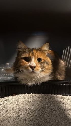 FREA YUVA ARIYOR fotoğraf