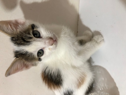 Yavru kedi sokaktan kurtarıldı acil yuva fotoğraf