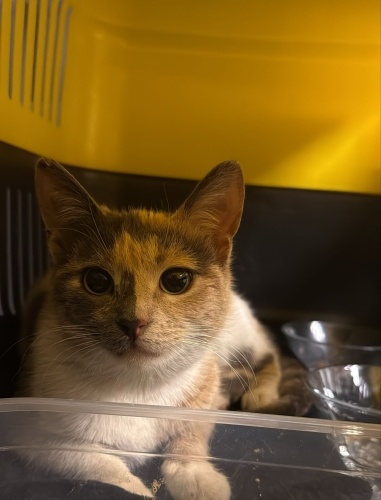 PREA YUVA ARIYOR fotoğraf