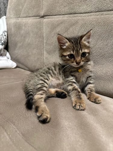 Yavru karemel renkli oyuncu kedüş fotoğraf