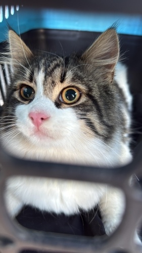 PAFPAF YUVA ARIYOR fotoğraf