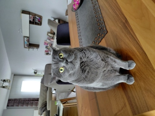 LUCKY imize yuva arıyoruz. fotoğraf