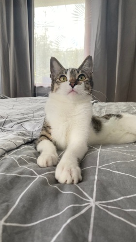 Mayıs doğumlu Jen yuva arıyor fotoğraf