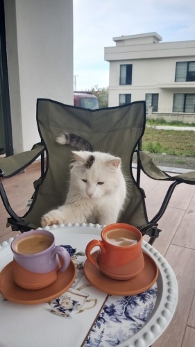 Pamuk prens dombiş kedüş fotoğraf
