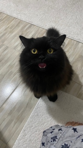 Kızım zeytini sahiplendiriyorum fotoğraf