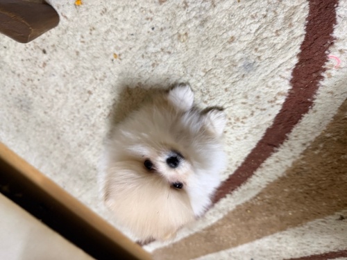 2 aylık karneli kızım ücretsiz sahiplendirilecek Ankara içi acil fotoğraf