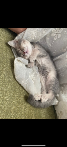 Sevimli bulut acil yeni yuva arıyor fotoğraf