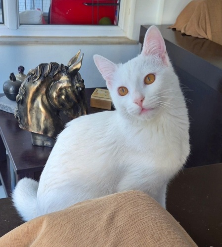 ANTALYA ACİLL. 🌸Kar’a aile olmak istermisiniz fotoğraf