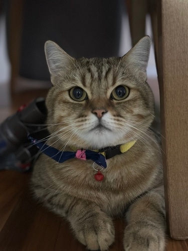 İri gözlü ve büyük kafalı fotoğraf