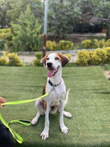 German Shorthair Pointer mix fotoğraf