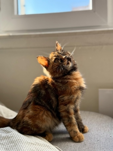 şans kedisi rakki fotoğraf