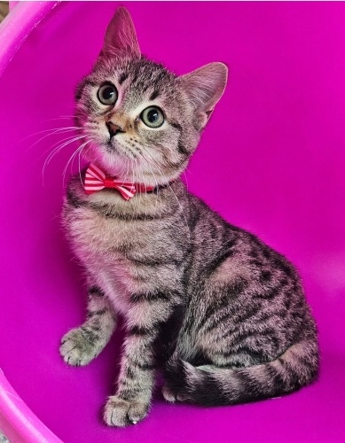 Dunya tatlısı bir kız ailesini bekliyor fotoğraf