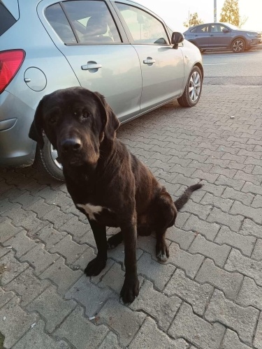 Cane Corso tehlike altında acil yuva fotoğraf