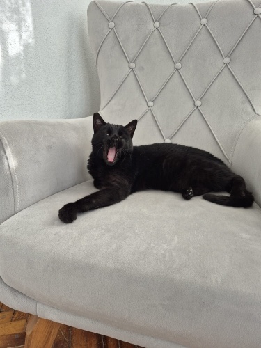 Pekmez aylardır yuva bekliyor fotoğraf