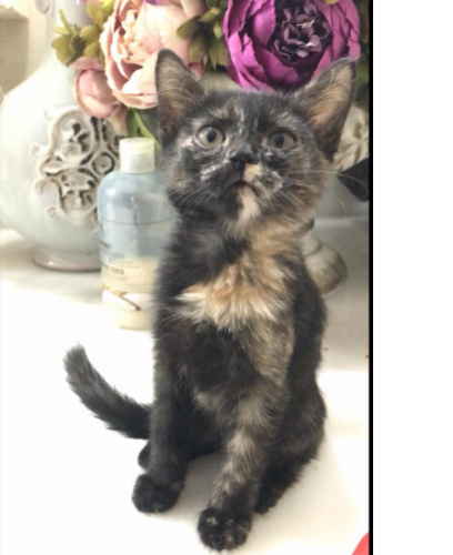 Mozaik kek kızımız yuvanıza talip fotoğraf