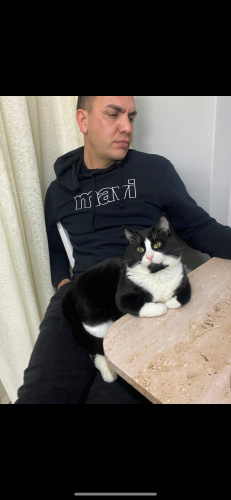 Birebir whiskas kedimize yuva arıyoruz fotoğraf