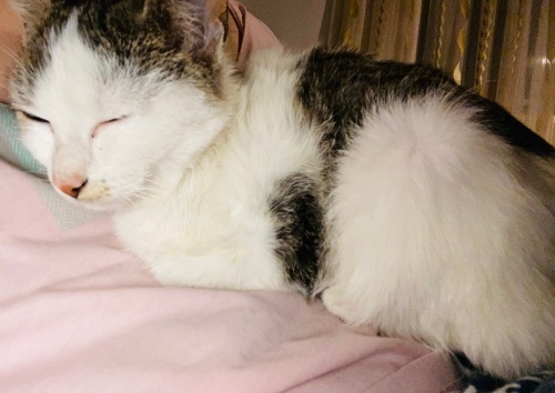 Uslu , canayakın , çok sevimli küçük kız fotoğraf