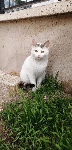 ANKARADA ÖMÜRLÜK YUVA ARIYORUZ fotoğraf