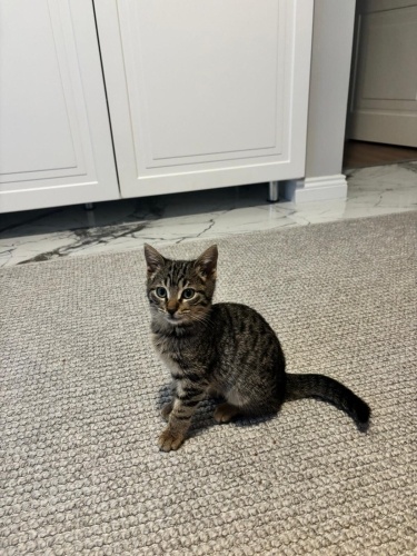 3 aylık boncuk yuva arıyor fotoğraf