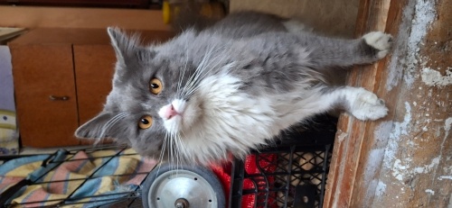 Sokakta kalmış ev kedisi fotoğraf